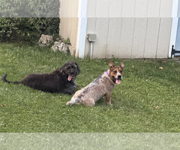 Medium Photo #9 Mutt Puppy For Sale in Rockaway, NJ, USA