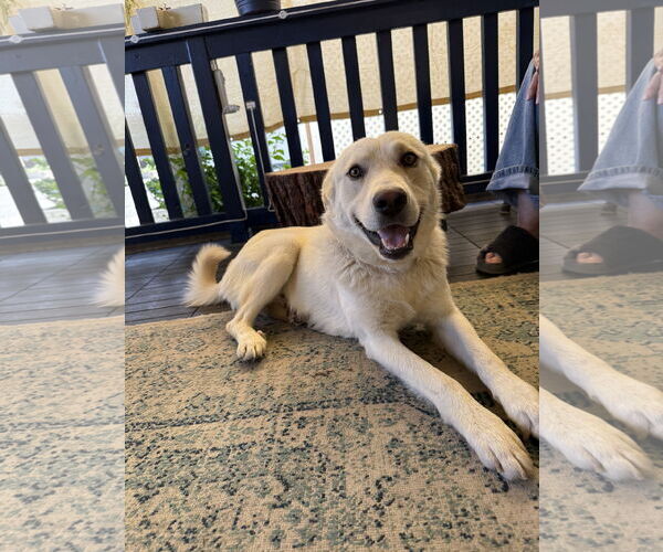 Medium Photo #2 Golden Labrador Puppy For Sale in Lake Elsinore, CA, USA