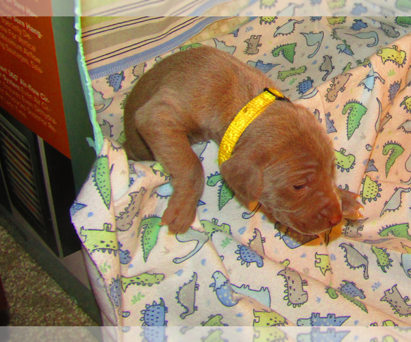 Medium Photo #6 Weimaraner Puppy For Sale in LAS ANIMAS, CO, USA