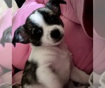 Image preview for Ad Listing. Nickname: Lil miss puppy