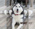 Small #3 Siberian Husky