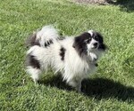 Small Photo #1 Pomeranian Puppy For Sale in CURTISS, WI, USA
