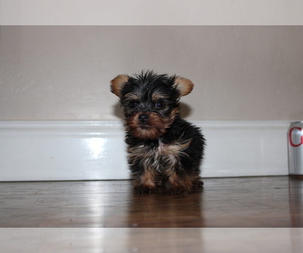 Medium Photo #1 Yorkshire Terrier Puppy For Sale in WOODLAKE, CA, USA