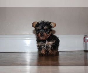 Yorkshire Terrier Puppy for sale in WOODLAKE, CA, USA