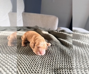 Medium Cocker Spaniel