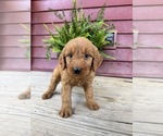 Small #3 Goldendoodle
