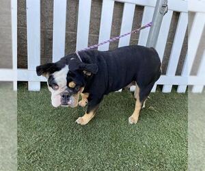Bulldog Dogs for adoption in Modesto, CA, USA