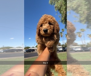 Goldendoodle Puppy for sale in TEMPE, AZ, USA