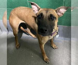 Mutt Dogs for adoption in Forestville, MD, USA