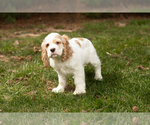 Small Photo #2 Cocker Spaniel Puppy For Sale in NAPPANEE, IN, USA