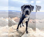 Small #7 Boxer-Brittany Mix