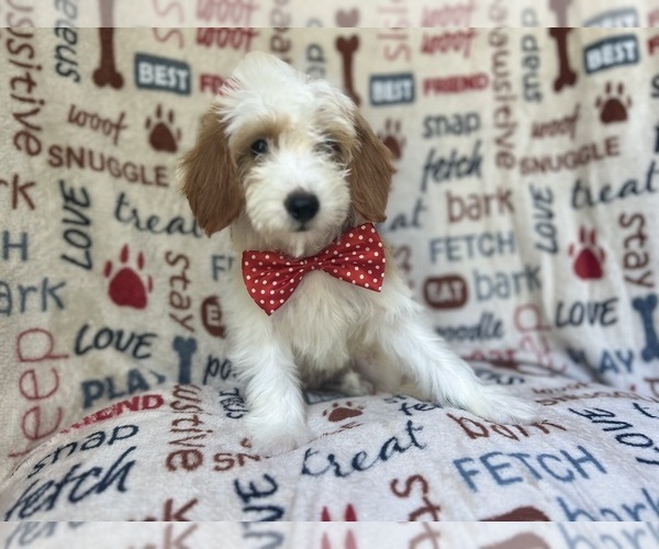 Medium Photo #6 Cavapoo Puppy For Sale in LAKELAND, FL, USA
