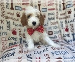 Small #5 Cavapoo