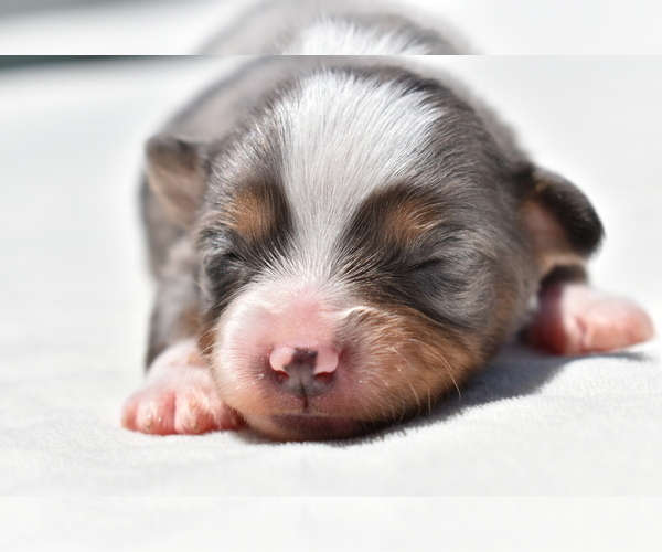 Medium Photo #6 Miniature Australian Shepherd Puppy For Sale in PALM COAST, FL, USA