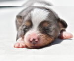 Small #5 Miniature Australian Shepherd