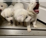 Small Photo #28 Great Pyrenees Puppy For Sale in MYAKKA CITY, FL, USA