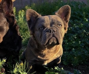 Mother of the French Bulldog puppies born on 08/14/2026