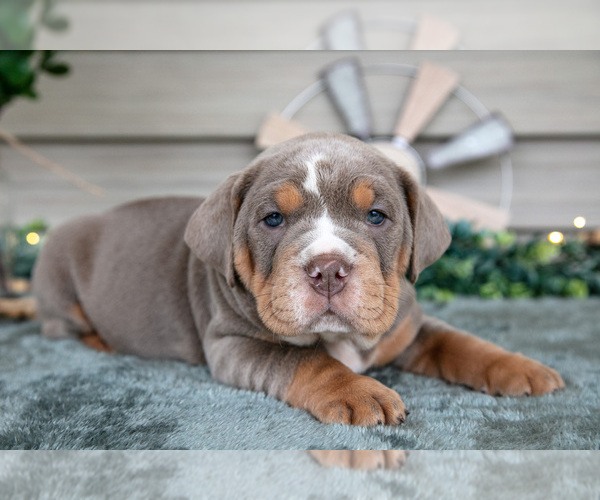 Medium Photo #19 Beabull Puppy For Sale in MILLERSBURG, OH, USA