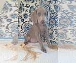 Small Photo #32 Weimaraner Puppy For Sale in LEWISBURG, KY, USA