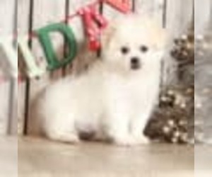 Zuchon Puppy for sale in MOUNT VERNON, OH, USA