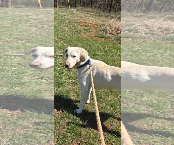 Medium Photo #7 Labrador Retriever-Unknown Mix Puppy For Sale in Rustburg, VA, USA