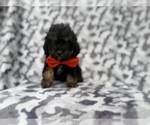 Small #4 Cavapoo (Miniature)