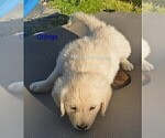 Small #14 Golden Retriever