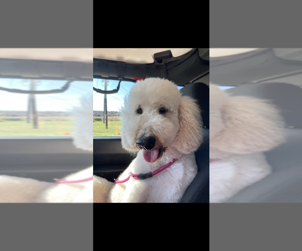 Medium Photo #1 Goldendoodle Puppy For Sale in SHERMAN, TX, USA