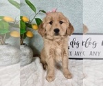 Small #5 Golden Retriever