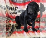 Puppy Luna Labrador Retriever