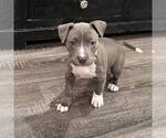 Small American Staffordshire Terrier Mix