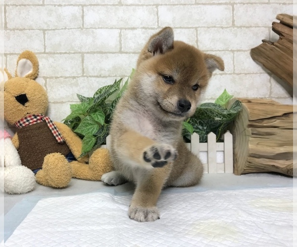 Medium Photo #7 Shiba Inu Puppy For Sale in REDWOOD CITY, CA, USA
