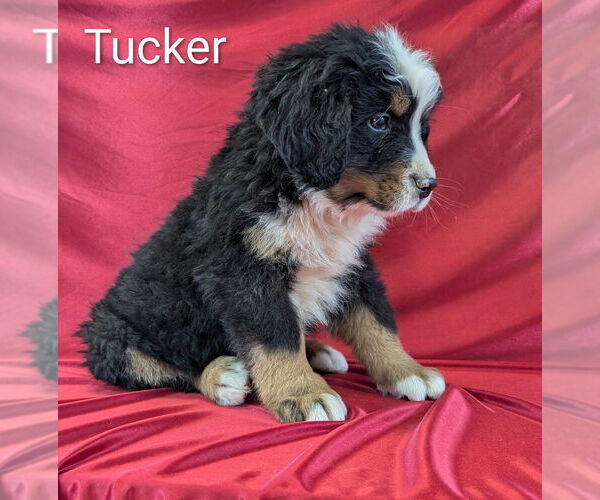 Medium Photo #5 Bernese Mountain Dog Puppy For Sale in CANON CITY, CO, USA