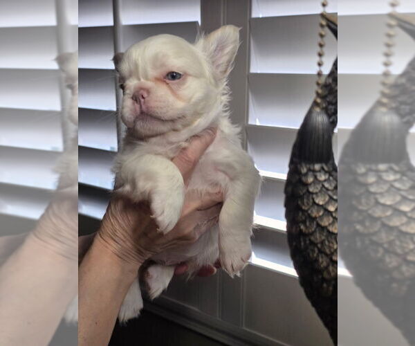 Medium Photo #3 French Bulldog Puppy For Sale in LOS ANGELES, CA, USA