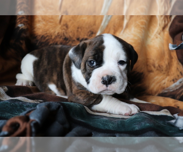 Medium Photo #1 Olde English Bulldogge Puppy For Sale in SHILOH, OH, USA