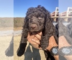 Small Photo #4 Boykin Spaniel Puppy For Sale in FLINTSTONE, GA, USA