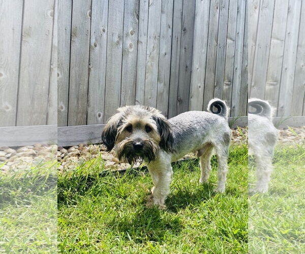 Medium Photo #3 Mutt Puppy For Sale in Dallas, TX, USA