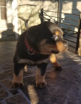 Medium Photo #7 Rottweiler Puppy For Sale in RANCHO CORDOVA, CA, USA