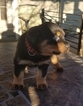 Small Photo #7 Rottweiler Puppy For Sale in RANCHO CORDOVA, CA, USA