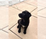 Small #5 Border Collie Mix