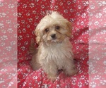 Small #1 Cavachon