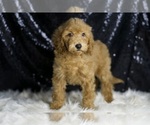 Small #1 Goldendoodle (Miniature)
