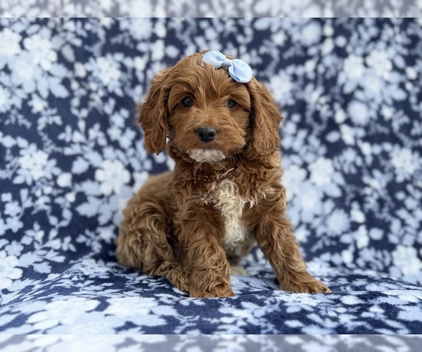 Medium Photo #3 Cock-A-Poo Puppy For Sale in LAKELAND, FL, USA