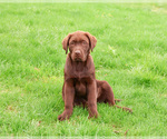 Small #3 Labrador Retriever