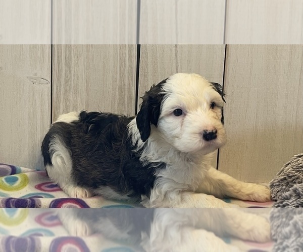 Medium Photo #1 Sheepadoodle Puppy For Sale in LEWISBURG, KY, USA