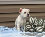 Small Photo #44 French Bulldog Puppy For Sale in LIBERTY, KY, USA