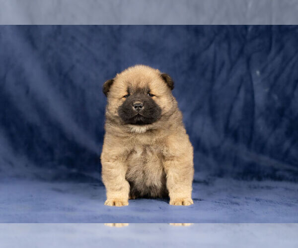 Medium Photo #2 Chow Chow Puppy For Sale in NAPPANEE, IN, USA