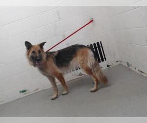 German Shepherd Dog Dogs for adoption in San Bernardino, CA, USA