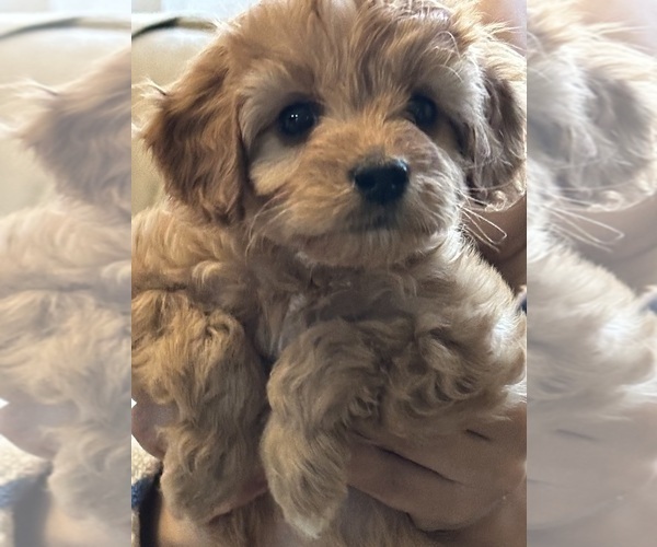 Medium Photo #2 Cavapoo Puppy For Sale in REHOBOTH, MA, USA