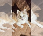 Small #1 Pomsky